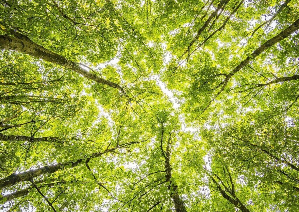 Revolucionamos la consultoría y los servicios jurídicos